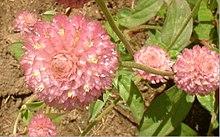Pink globe amaranth