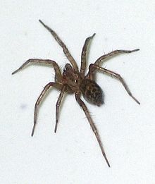 Katnik domowy Tegenaria domestica2.jpg