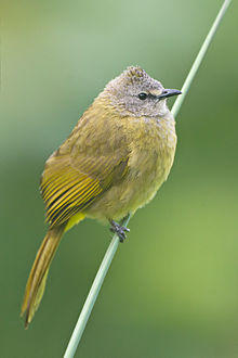 Pycnonotus flavescens - Mae Wong.jpg