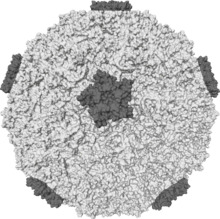 Isosurface of a human rhinovirus showing protein spikes