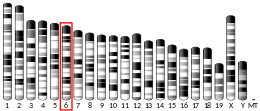 Chromosome 6 (mouse)