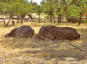 White rhino Livingstone.jpg