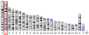 Chromosome 2 (human)
