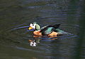 African pygmy goose, Nettapus auritus, at Muirhead Dams, Royal Macadamia Plantations, Machado, Limpopo, South Africa - male (26144126211).jpg