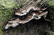 Heterobasidion annosum - Lindsey.jpg