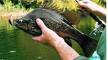 Macquarie perch.jpg