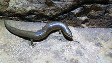 Mochlus sundevallii sundevallii, Sundevall's Writhing Skink, photographed in the Soutpansberg, Limpopo, South Africa..jpg