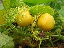 P foetida fruit.jpg