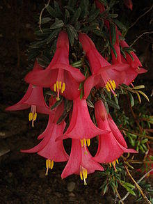 Philesia magellanica.jpg