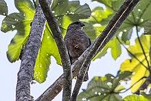 Ridgeway's Hawk (Buteo ridgwayi) (8082820954).jpg