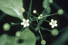 Samolus valerandi ssp parviflorus.jpg