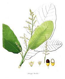 Semecarpus anacardium.jpg