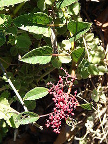 Starr 071024-9714 Cissus nodosa.jpg