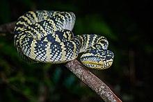 Tropidolaemus wagleri, Wagler's palm pit viper - Takua Pa District, Phang-nga Province (48238132136).jpg
