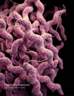 Campylobacteriosis.png