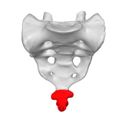Coccyx - anterior view02.png