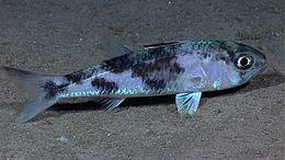 Expl7061 (9737931758).jpg