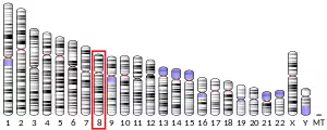 Chromosome 8 (human)