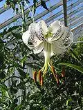 Lilium taliense.jpg