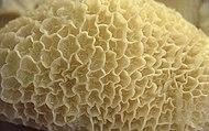 Reticulum beef tripe
