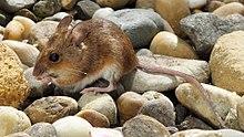 180429-Waldmaus-01.jpg