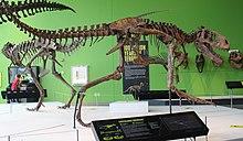 Albertosaurus at Science Center of Iowa.jpg