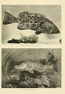 American food and game fishes (Plate (46)) BHL8309017.jpg