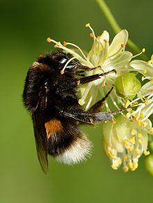 Bombus terrestris - Tilia cordata - Keila-crop.jpg