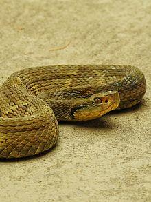 Bothrops jararaca.jpg