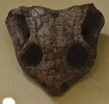 Cistecephalus microrhinus 54.jpg
