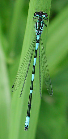 Coenagrion pulchellum m 4344.jpg