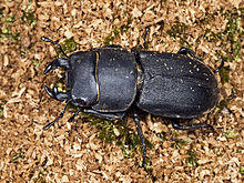 Dorcus parallelipipedus MHNT mâle L'espicié.jpg