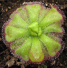 Drosera cuneifolia.jpg