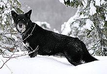 Lapskvallhund.jpg
