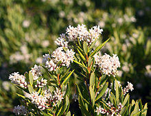 Leucopogon parviflorus 3.jpg