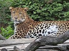 Levhart jávský v Zoo Praha 001.jpg