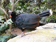 Northern Helmeted Curassow.jpg