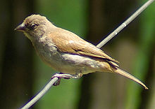 Passer suahelicus2.jpg