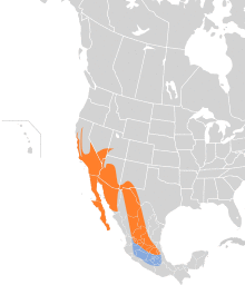 Phainopepla nitens map.svg