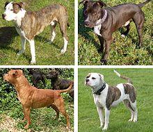 Pit bull sampler.jpg