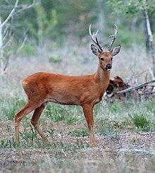Siberian roe deer.jpg