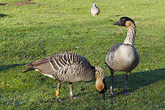 Nene Geese in Slimbridge.jpg