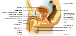 Male anatomy en.svg