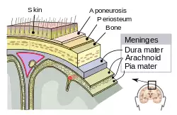 Meninges-en.svg