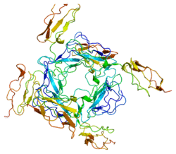 Protein CD46 PDB 1ckl.png