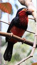Black and red Barbet.jpg