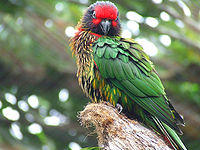 Chalcopsitta sintillata - Yellow-streaked Lory at Fuengirola Zoo.jpg