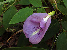 Clitoria Mariana - Atlantic Pigeon Wings.jpg