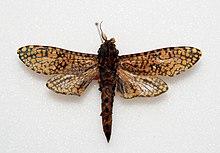 Cossidae sp - Cameroon - Africa (8460854751).jpg