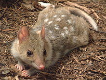 Dasyurus viverrinus.jpg